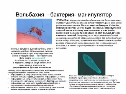 У насекомых есть душа