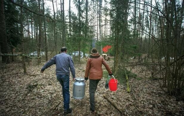 Сосновый сок можно. Добыча березового сока в Белоруссии. Как добыть березовый сок. Сосновый сок. Существует ли Сосновый сок.