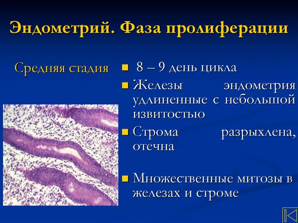 Эндометрий средней стадии фазы пролиферации