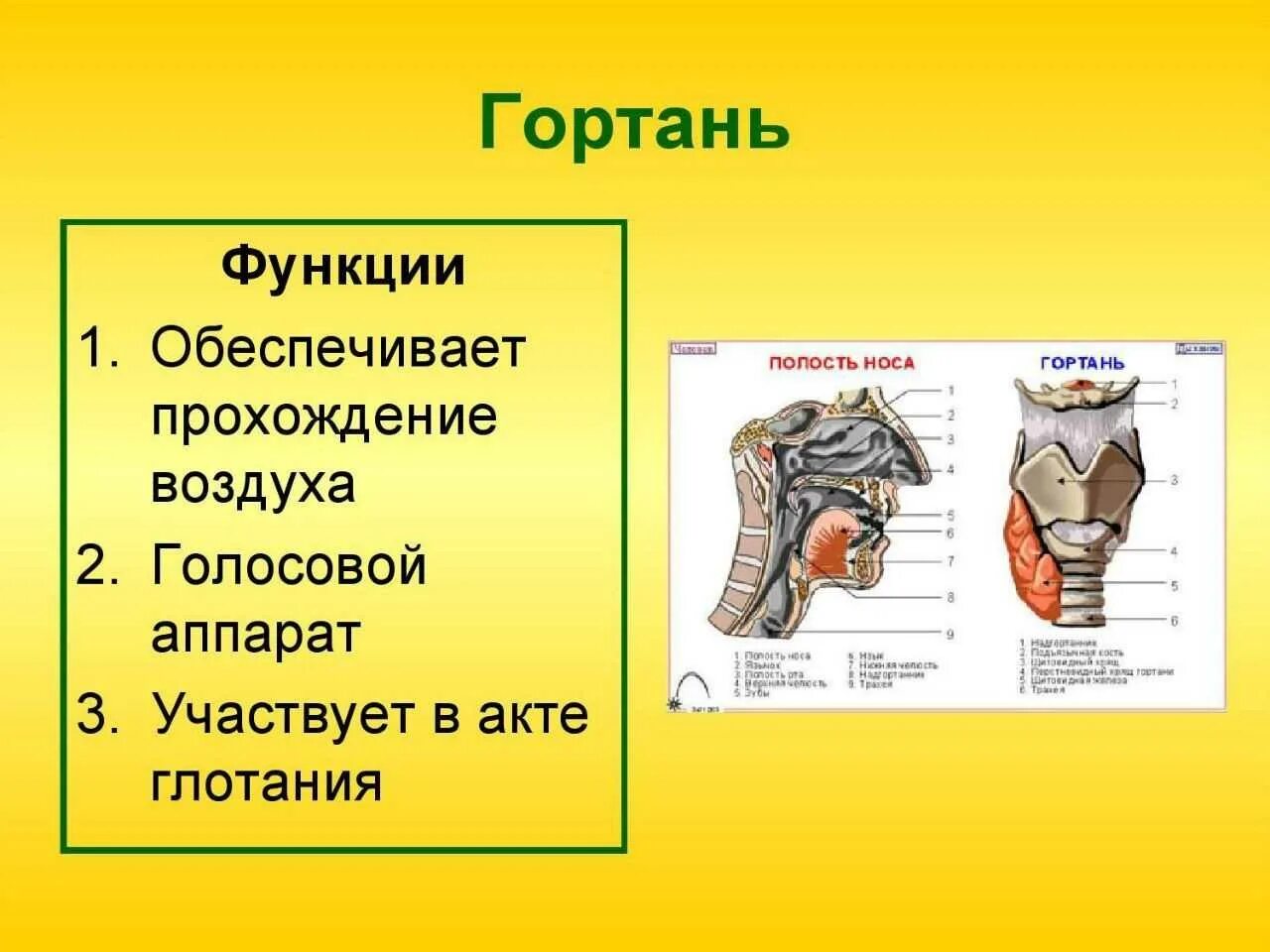 Функции гортани в дыхательной системе человека. Гортань. строение гортани. функции гортани.
