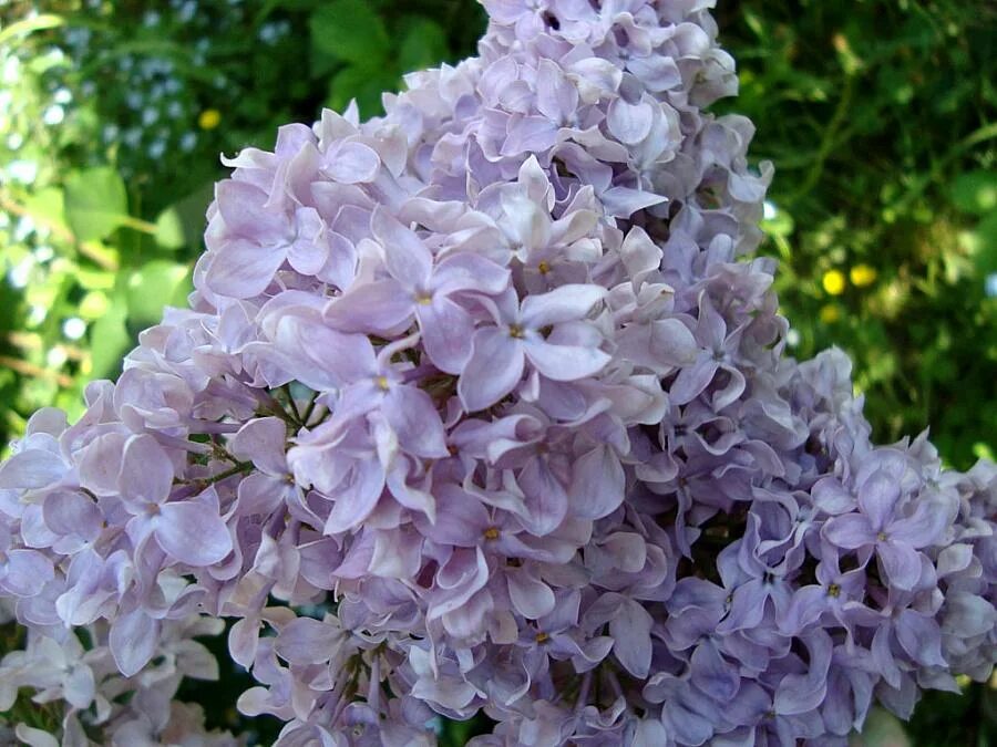 Сирень syringa. Сирень обыкновенная Кружевница. Сирень Syringa vulgaris. Сирень обыкновенная Русь. Сирень обыкновенная, венгерская.