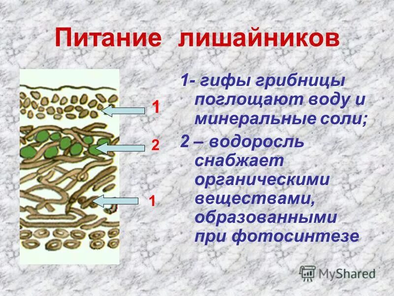 В состав лишайников входят водоросли. Питание лишайников. Схема питания лишайника.