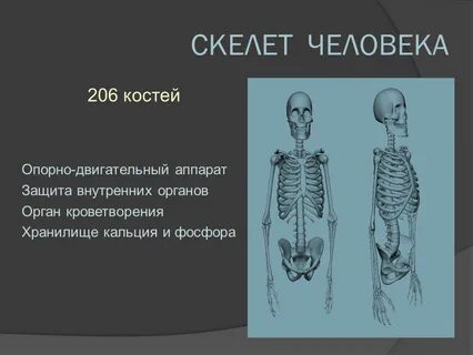 Какой скелет у костных