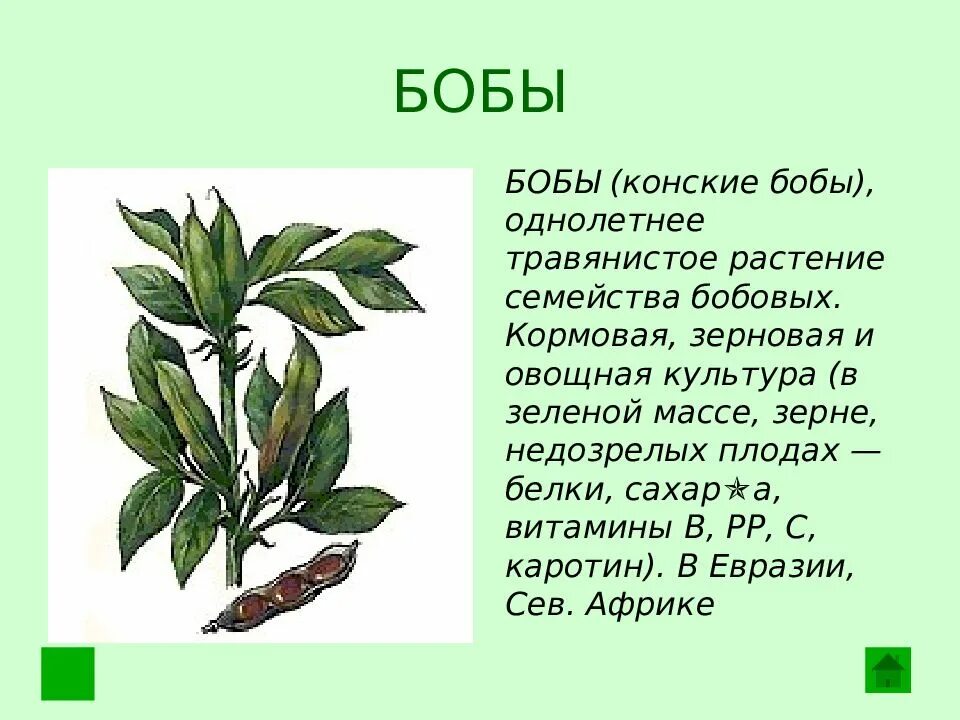 Тест по теме семейства. Сообщение о бобовых растениях. Бобы описание растения. Бобы доклад. Бобы презентация.