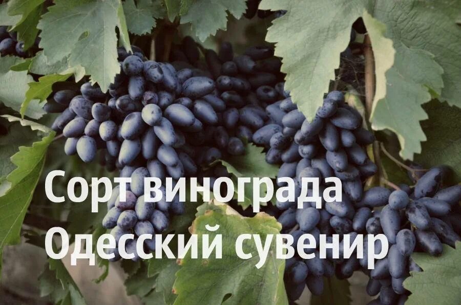 Одесский сувенир сорт винограда. Виноград новый подарок запорожью. Виноград мускат одесский. Мускат гамбургский виноград. Одесский сувенир.
