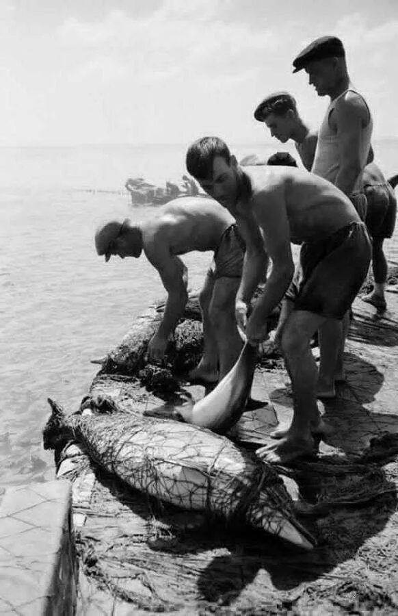 Добыча дельфинов в СССР. Ловля дельфинов в черном море.