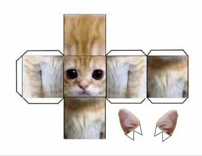 Коты мем бумаги
