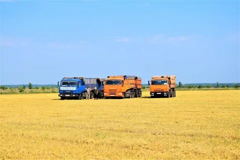 Пора уборки урожая