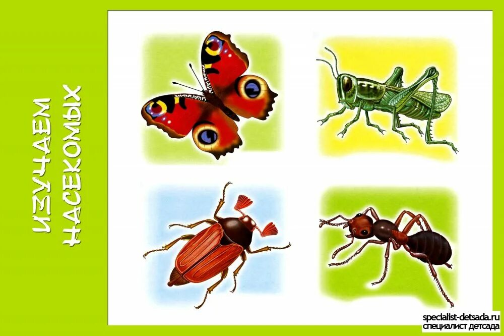 Тематическая неделя насекомые. Насекомые для ДОШКОЛЬНИКЛ. Карточки насекомых для дошкольников. Насекомые картинки для детей. Дидактические карточки насекомые.