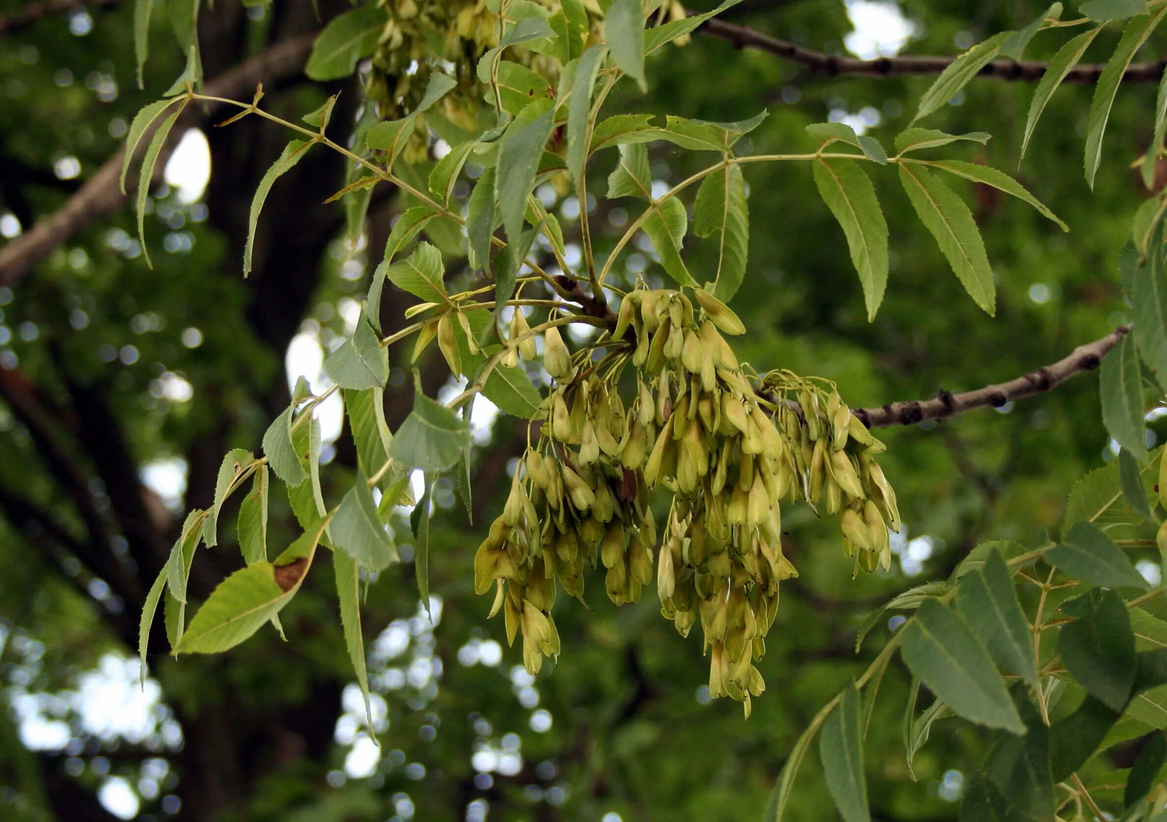 Деревья растущие на севере. Ясень ланцетолистный. Ясень манновый (Fraxinus ornus). "Ясень обыкновенный (Fraxinus Exсelsior. Ясень обыкновенный Fraxinus Excelsior семена.