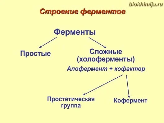 Укажите функцию ферментов. Строение ферментов биохимия. Строение фермента схема в биохимии. Строение и функции ферментов биохимия. Химическая структура ферментов.