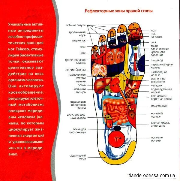 Карта в стопе метро. Рефлексогенные зоны стопы. Расположение рефлекторных зон на ступнях. Рефлексогенные точки на стопах ног схема. Рефлексотерапия. Рефлекторные зоны стоп.