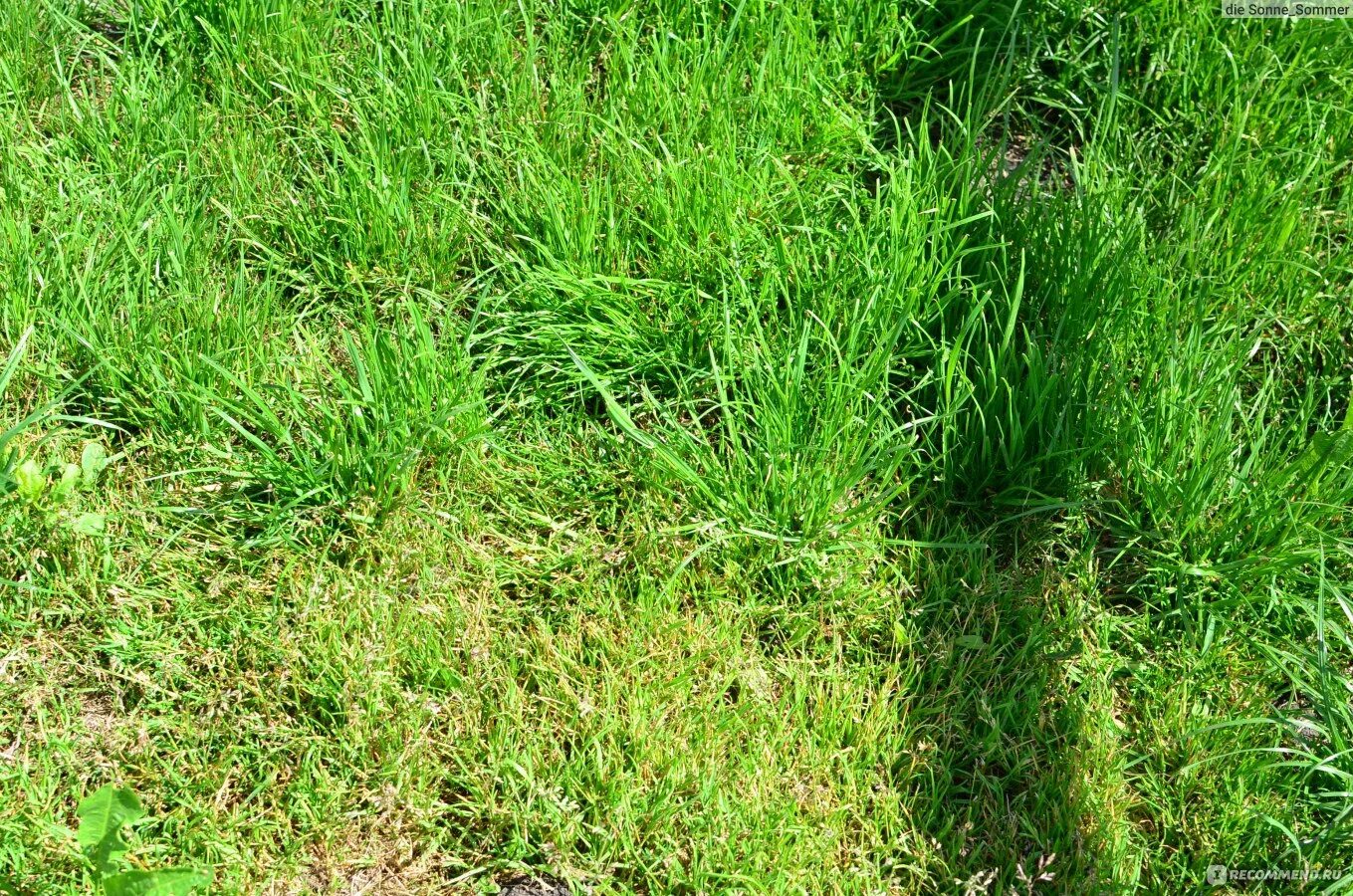 Через сколько всходит газонная трава. Стадии роста газона. Газонная трава с тонкими узкими листьями. Газон взошел. Газон тень Грин.