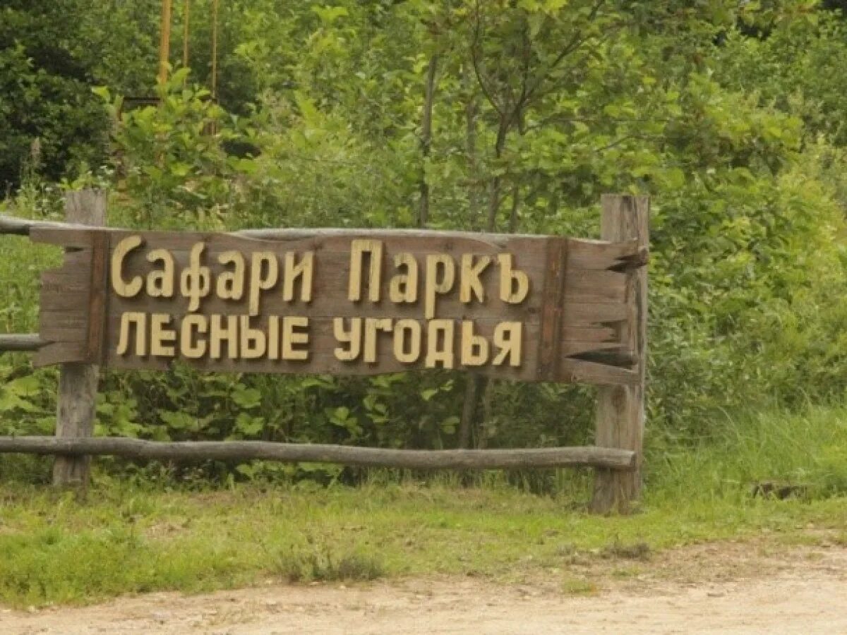 Сафари парк лесные угодья калуга. Сафари парк лесные угодья. Сафари парк калужская область отель. Сафари парк гамзюки. Сафари парк калужская область.