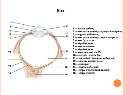 Онлайн порно конвульсияға дейін трахает