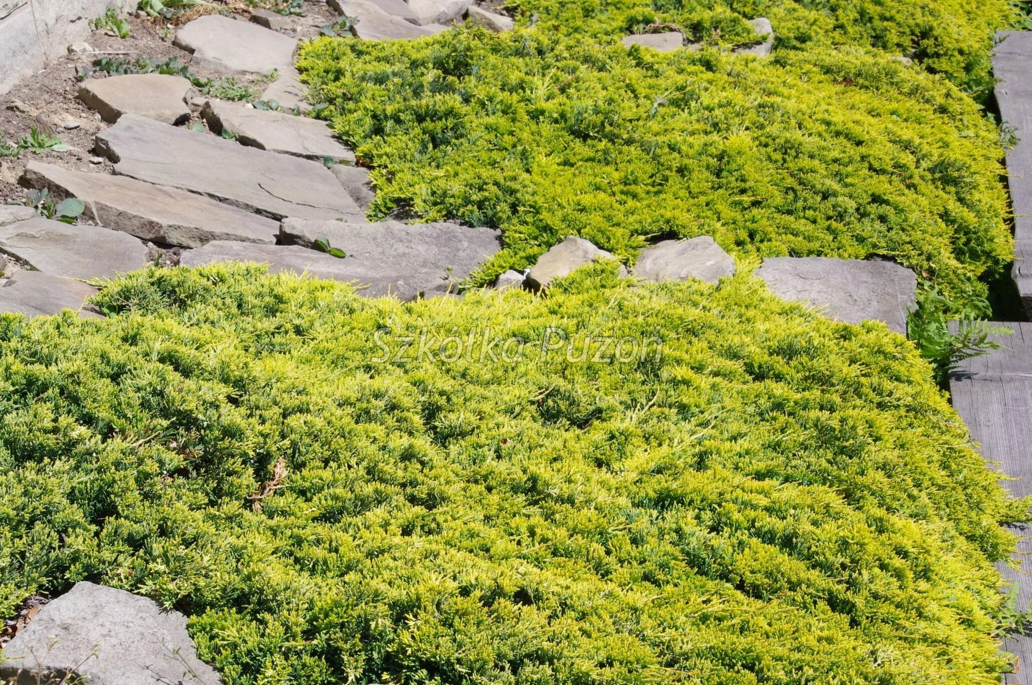Стелющиеся хвойные. Можжевельник Голден карпет. Можжевельник горизонтальный Голден карпет. Можжевельник Голден Карлетти. Можжевельник горизонтальный Juniperus horizontalis “Golden Carpet”.