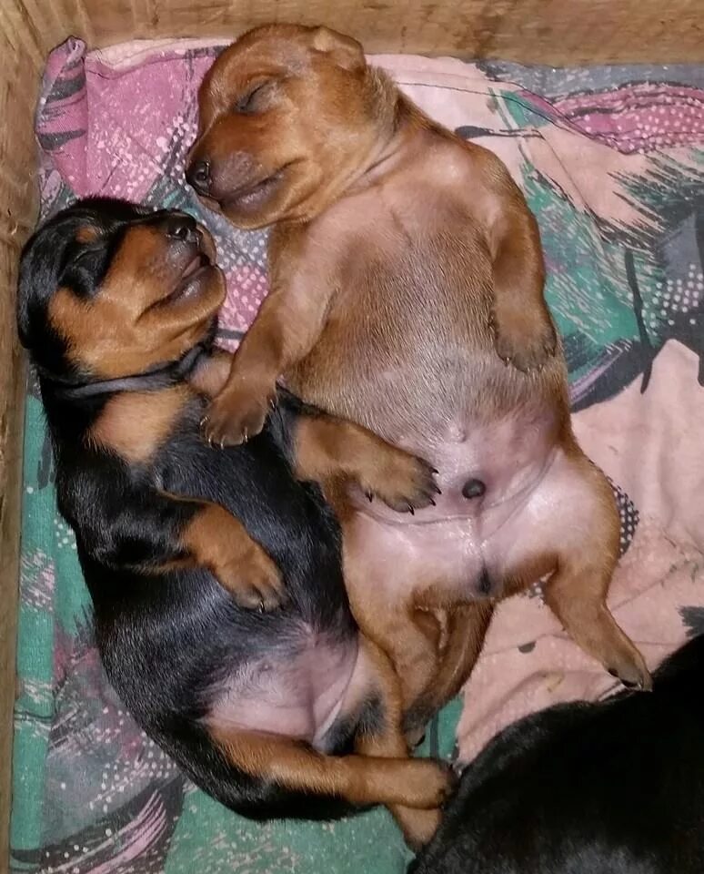 Цвергпинчер течка. Цвергпинчер щенки новорожденные. новорождённые щенки цвергпинчера. новорождённые щенки добермана. новорожденные щенки цвергпинчера.