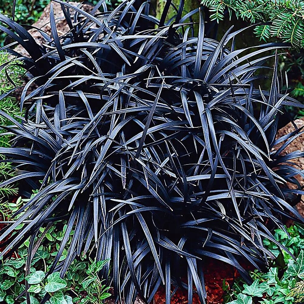 Ипомея блэк. Клен остролистный с фиолетовыми листьями. Гейхера блэк таффета. Колеус black prince. Растения с черными листьями.