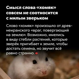 Хамстел сегодня