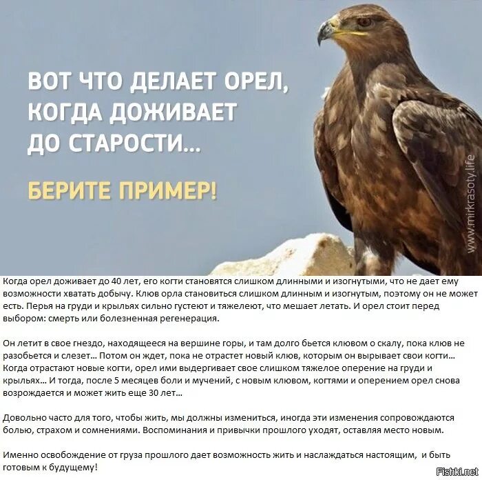 Притча про орла. Притча про орла в 40 лет. Притча про Орлов. Высказывания про Орлов.