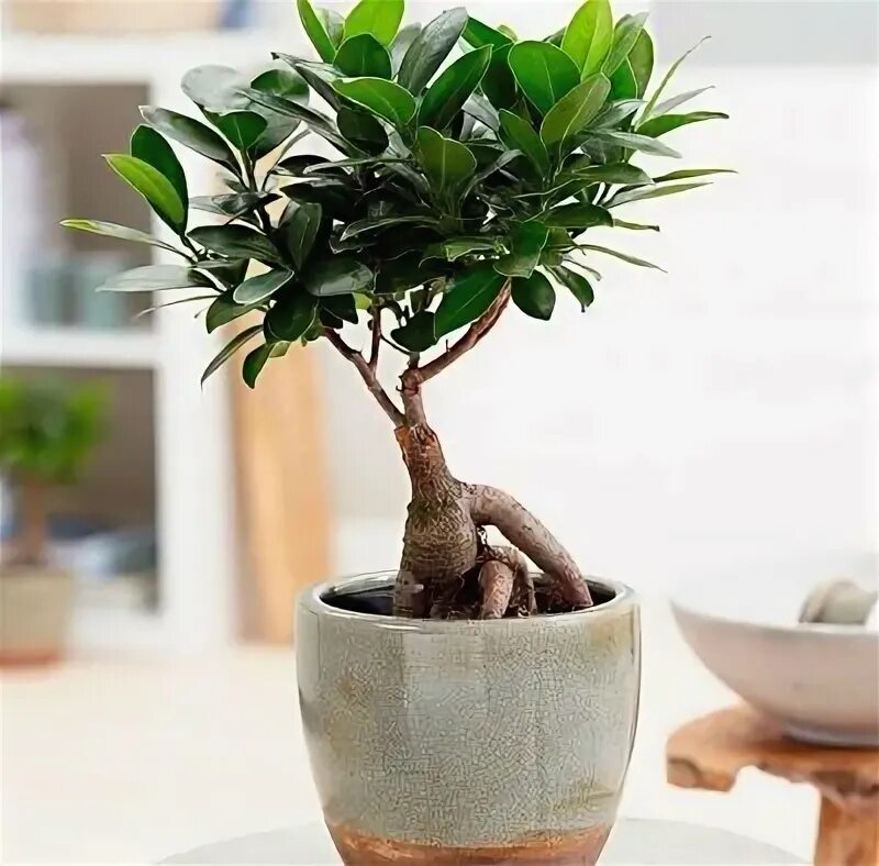 This one is getting better and better. It is fore sale, but I am thinking of kee