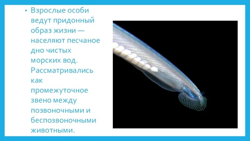 Таблица по биологии 8 класс ланцетник Ланцетник 7 класс биология