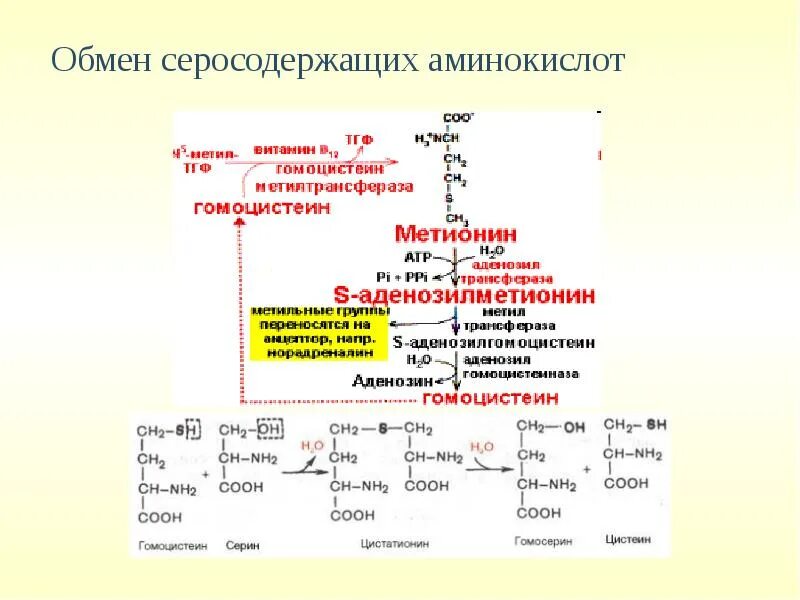 Реакция на серосодержащие аминокислоты. Серосодержащие альфа аминокислоты. обмен серосодержащих аминокислот. аминокислоты презентация. формулы серосодержащих аминокислот.