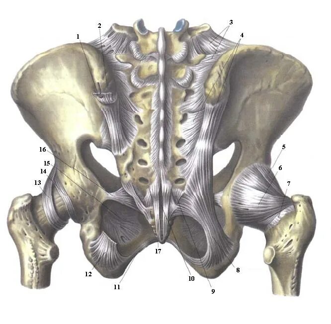 Анатомия тазобедренного сустава кости. Подвздошная кость таза анатомия. Скелет тазобедренный сустав анатомия. Крестец подвздошная кость анатомия. Крестец подвздошная кость