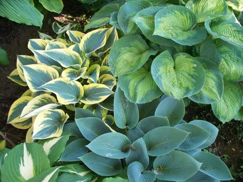 Rms хосты. Хоста алмост хоста almost. Rms хосты. Хоста плантагинея грандифлора. Хоста кустовая.