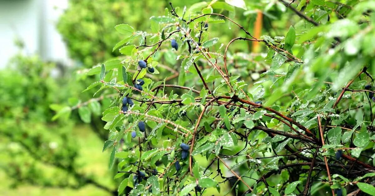 Приспособление для сбора жимолости. Жимолость сбор урожая. Малина после сбора урожая. Обрезка жимолости летом после сбора. Жимолость после сбора ягод.