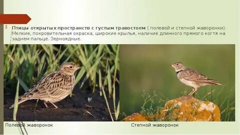 Птицы открытых пространств