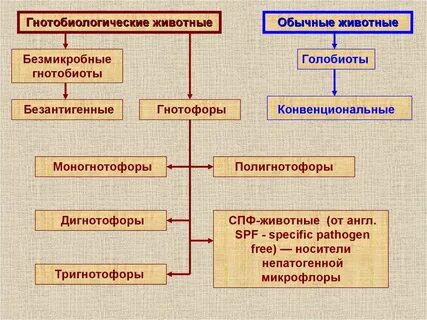 Микрофлора животного