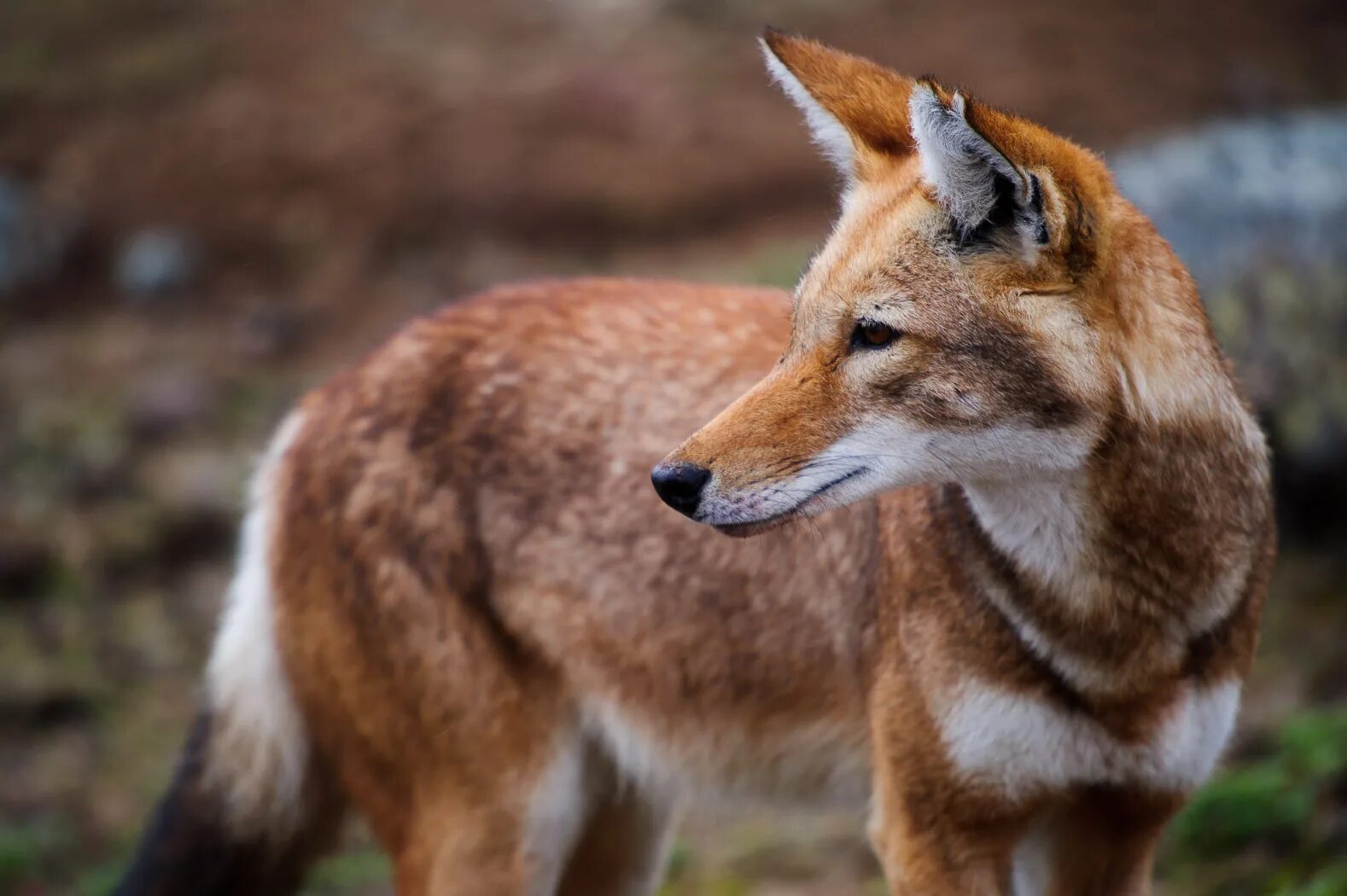 Эфиопский шакал. Эфиопский шакал (canis simensis). canis simensis. эфиопский волк. красный волк и шакал.