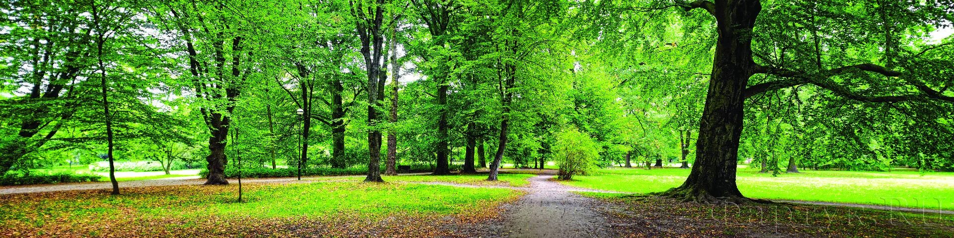 Зеленая природа. Аллея в лесу. Парк в лесу. Красивое дерево. Зеленый парк.