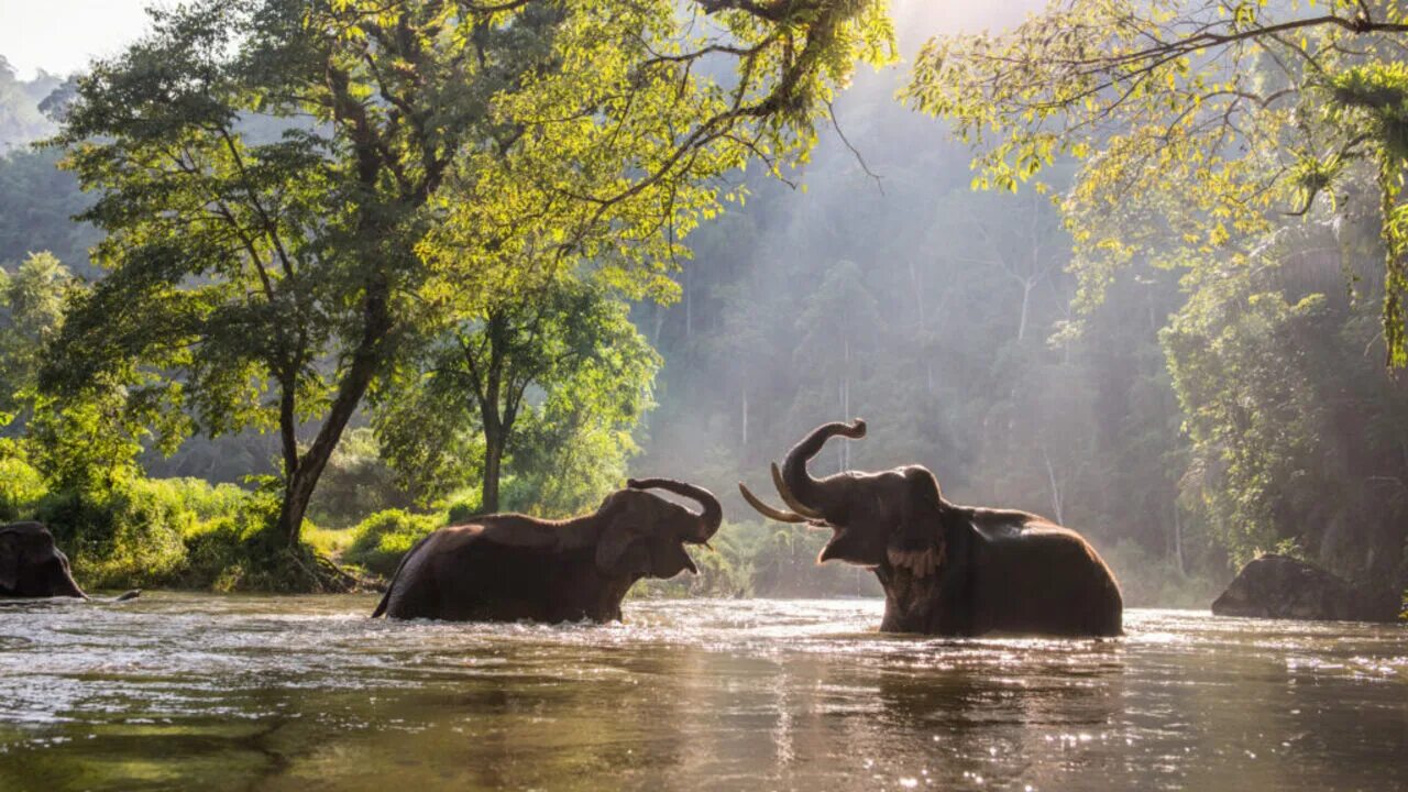 Включи азиатское. Таиланд Слоновий заповедник. Слоны в природе. Тайланд слоны. Слон река.