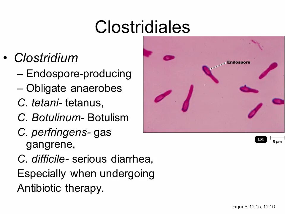 Clostridium spp. Clostridium perfringens микробиология. Клостридия ботулинум. Клостридии таксономия микробиология.