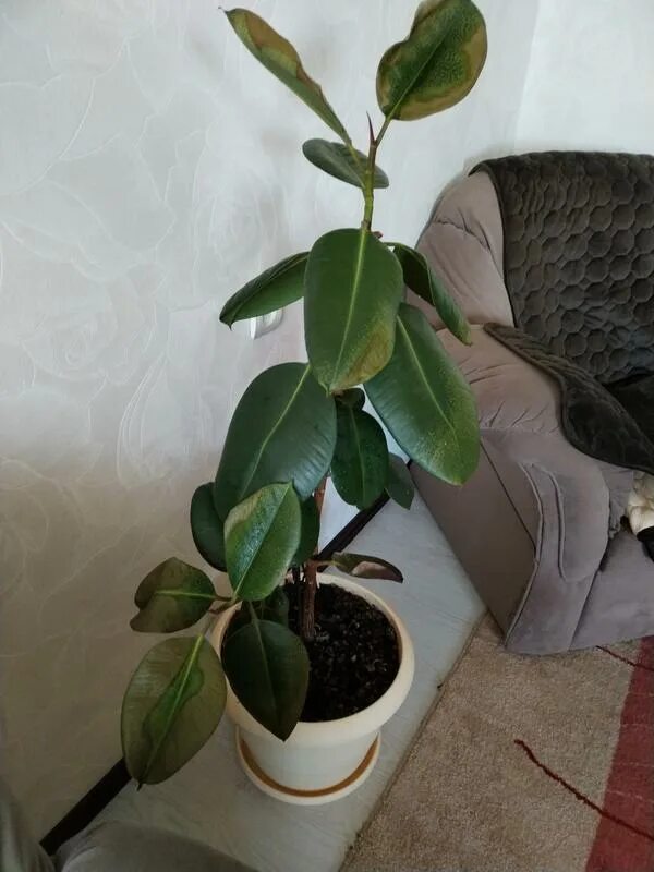 Фикус мелани опадают листья. Залил фикус. Фикус опал. Фикус бенджамина листья. Залил фикус.