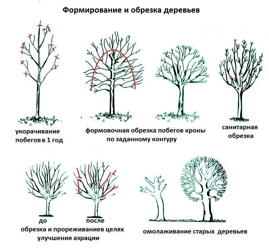 Формирование плодовых. Схема подрезки плодовых деревьев. Обрезать абрикос весной. Обрезка плодовых деревьев яблонь. Правильно обрезать яблоню осенью схема подрезки.