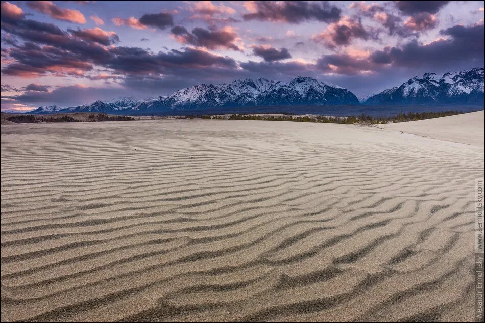 чарских песков. пустыня чарские пески россии. чарские пески барханы. чарские пески забайкальский край. пустыня чара забайкальский край.