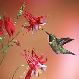 How do hummingbirds help flowering plants