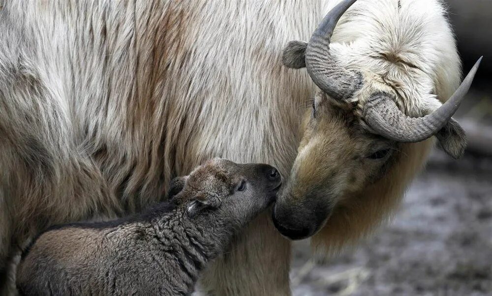 Млекопитающие с детенышами. Заботливые мамы животные. Материнский инстинкт у животных. Материнский инстинкт у животных. Материнский инстинкт у животных.
