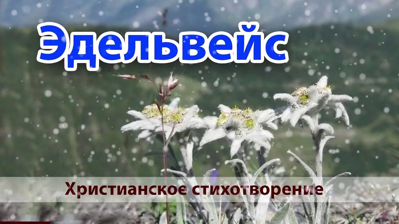 Песня про эдельвейс. Эдельвейс стихотворение. эдельвейс стихи про цветок. эдельвейс легенда. асадов эдельвейс.