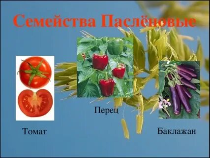 Перец семейство растений