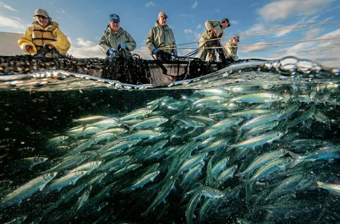 Хозяйственное использование северного ледовитого океана. Хозяйственная деятельность баренцева моря. Промысел рыбы. Море хозяйственная деятельность. Морской промысел.