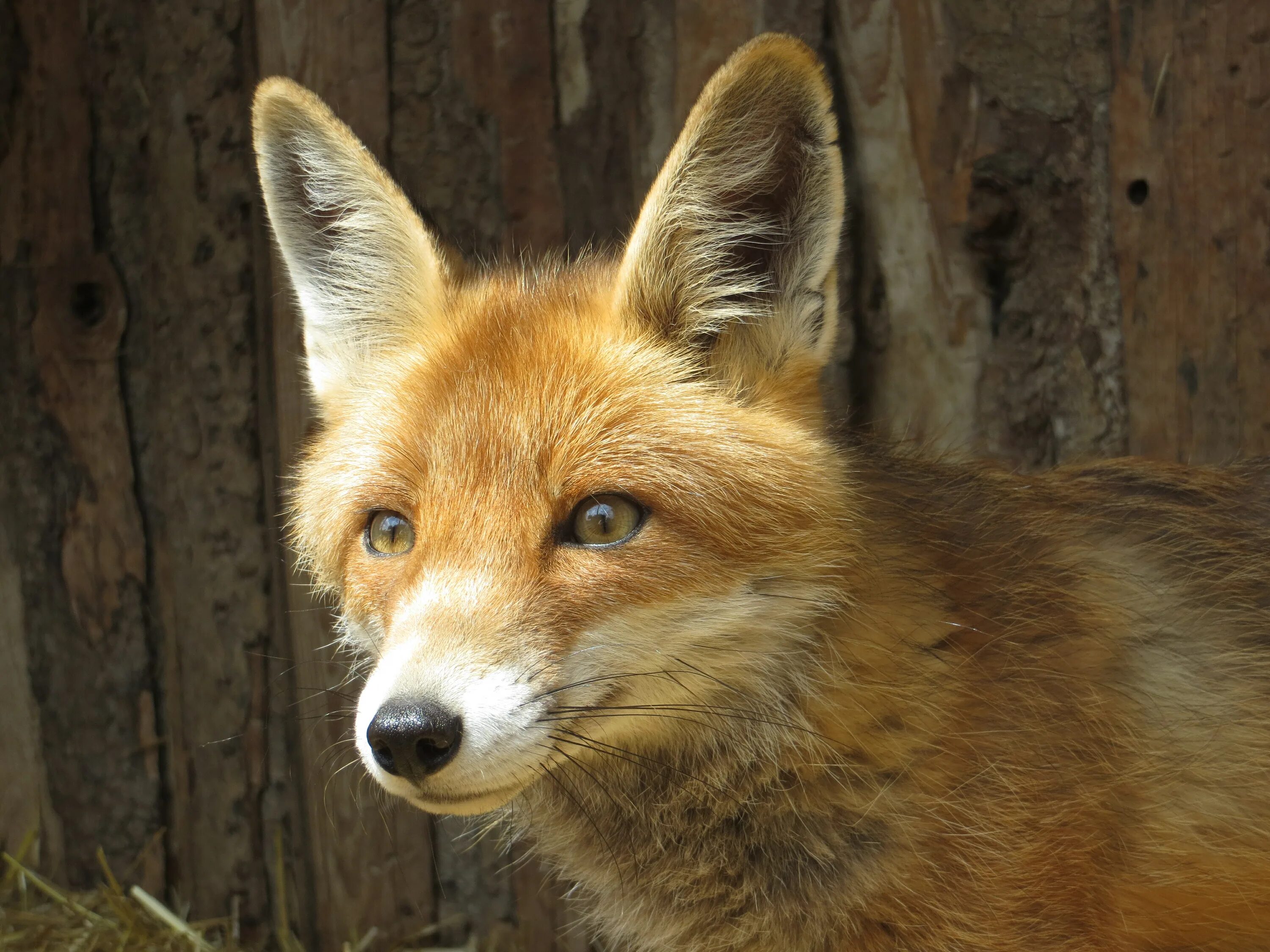 Охотничьи звери. Fox на белом фоне. Сколько всего Лисов и лисиц на земле. More foxes