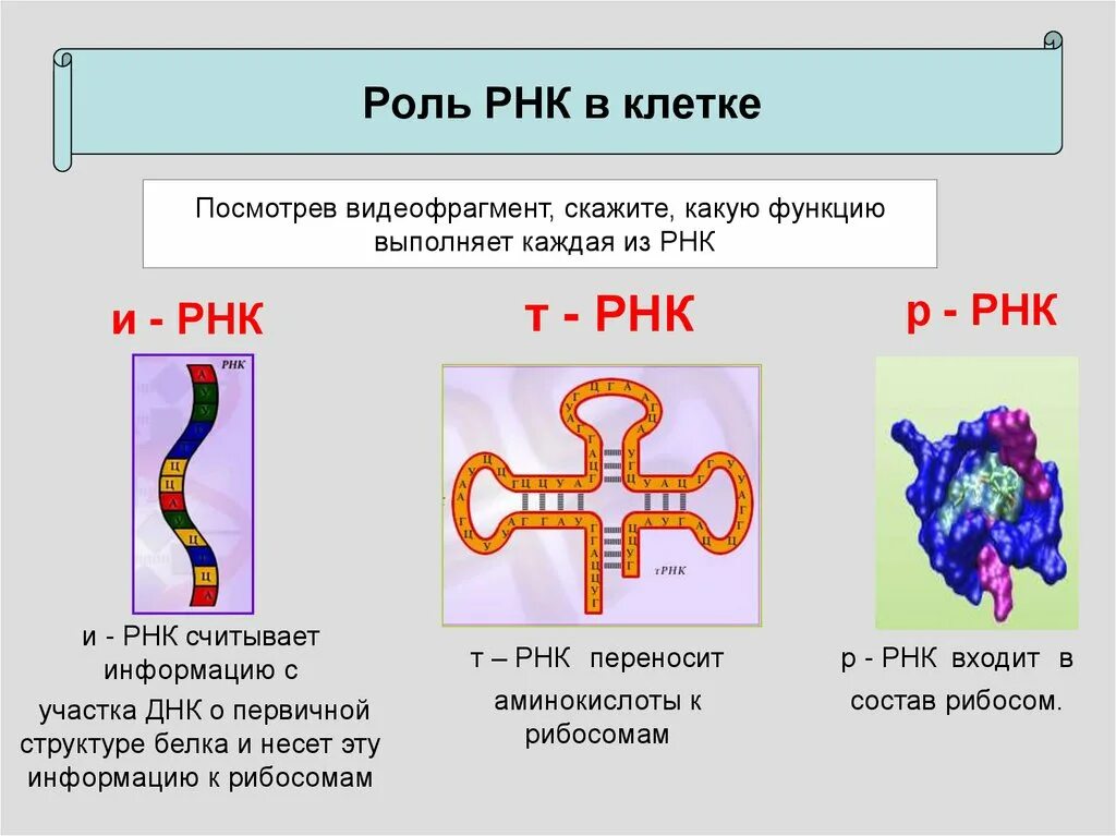 Виды рнк характеристика. Структура и функции РНК. Строение и функции МРНК, ТРНК, РРНК. ИРНК ДНК ТРНК функции. ИРНК МРНК ТРНК РРНК.
