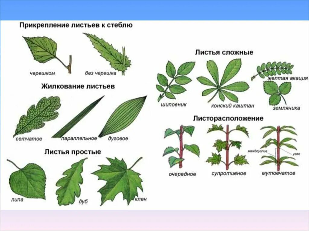 Листорасположение листьев шиповника. Жилкование листа земляники. Жилкование листьев шиповника. Конский каштан жилкование. Какой лист называют сложным