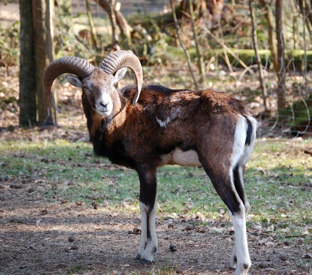 Ovis ii. Кипрский муфлон. горный баран муфлон. азиатский муфлон – ovis orientalis. vorarlberg муфлоны.