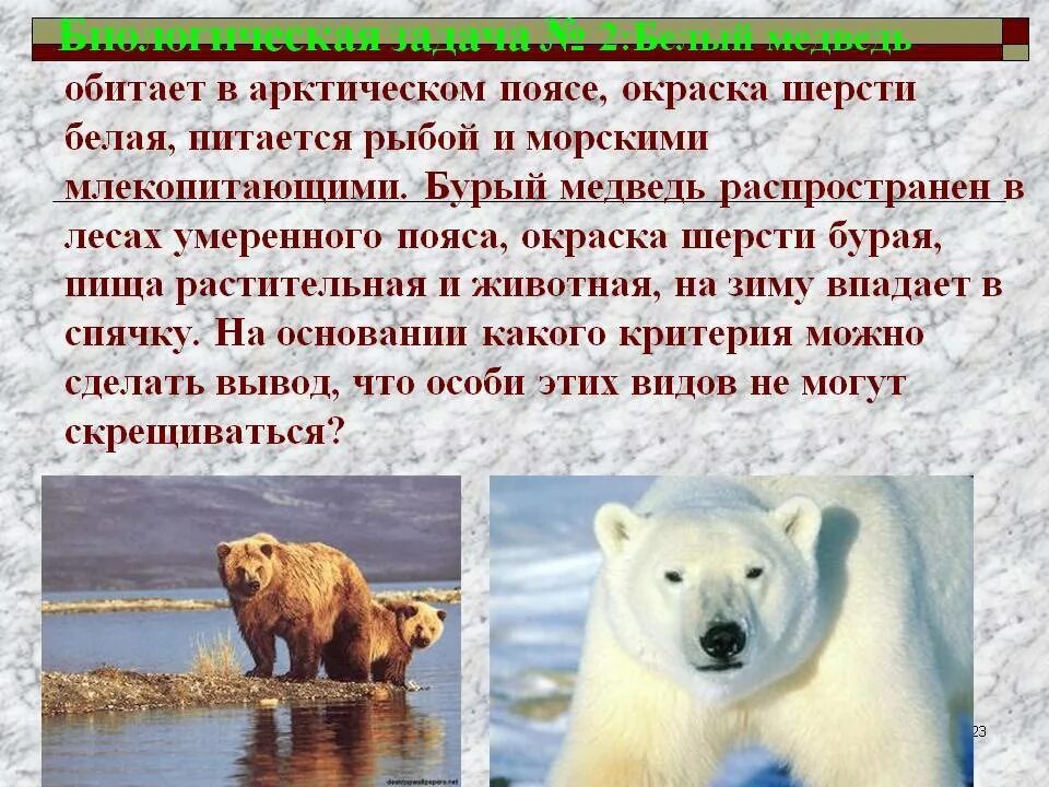 Черты приспособления медведя к среде обитания. Приспособления бурого медведя. Приспособление медведя. Разновидности медведей. Рассказ о камчатском буром медведе.