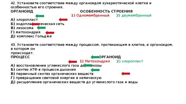 Установите соответствие хлоропласт митохондрия. Установите соответствие между органоидами. Установите соответствие между органоидом клетки и его строением. Установите соответствие между органоидами и их особенностями. Установите соответствие между органоидами клетки.